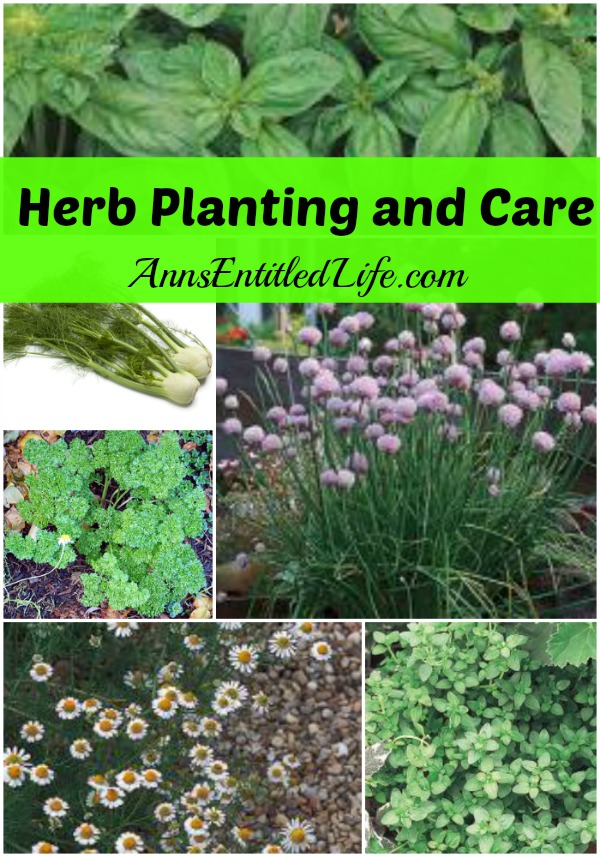 Herb Planting and Care