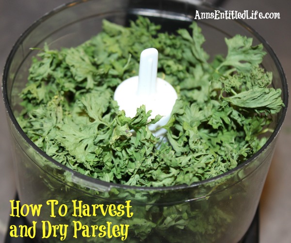 How To Harvest and Dry Parsley