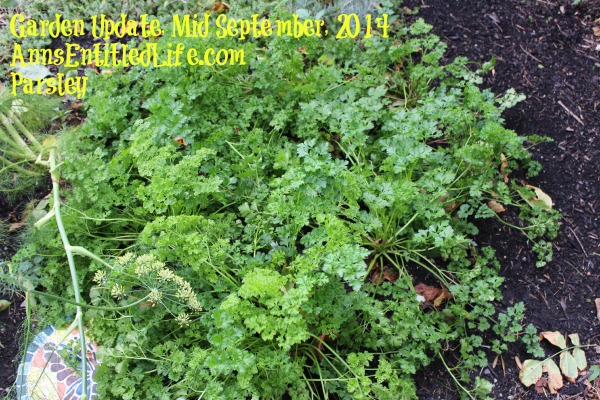 Garden Update, Mid September, 2014