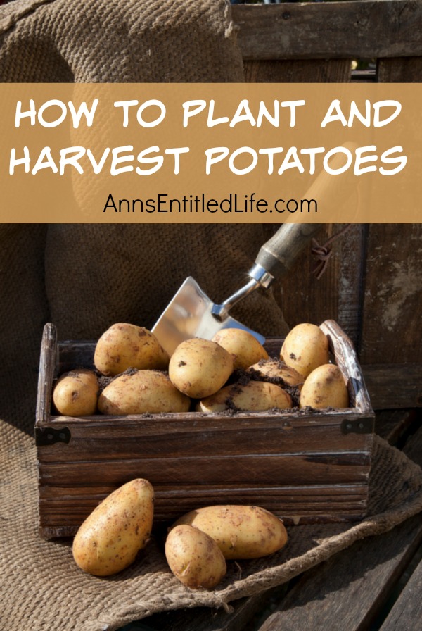 How To Plant And Harvest Potatoes