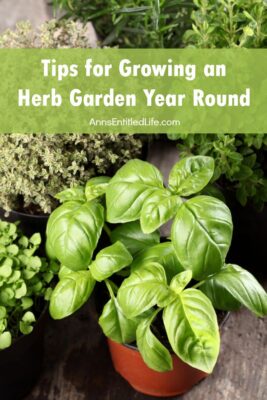 Tips for Growing an Herb Garden Year Round