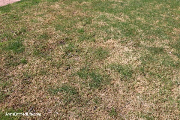 How to Repair Grass Damaged by Snow Mold