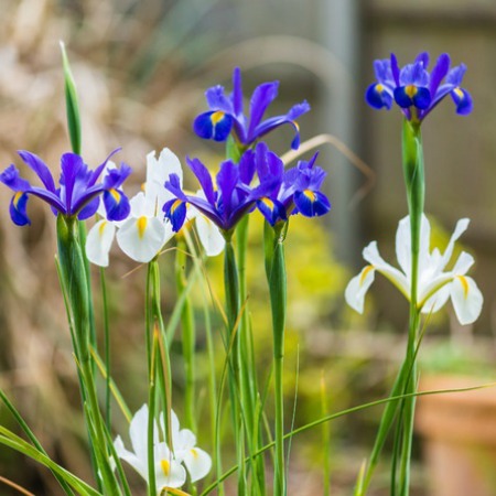 20 Fabulous Bulbs to Plant in the Fall for Spring Blooms