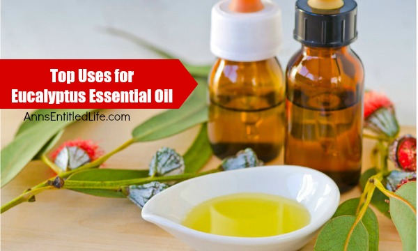 Top Uses for Eucalyptus Essential Oil