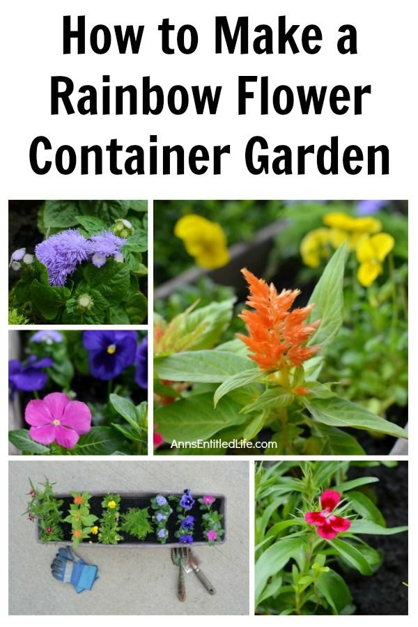 How to Make a Rainbow Flower Container Garden. Small space flower container gardening does not have to be boring. Create a beautiful rainbow flower container garden to sit on your patio, window box, or three-season room. This post gives step-by-step detailing what flowers to plant, and how to grow a beautiful rainbow flower container garden!