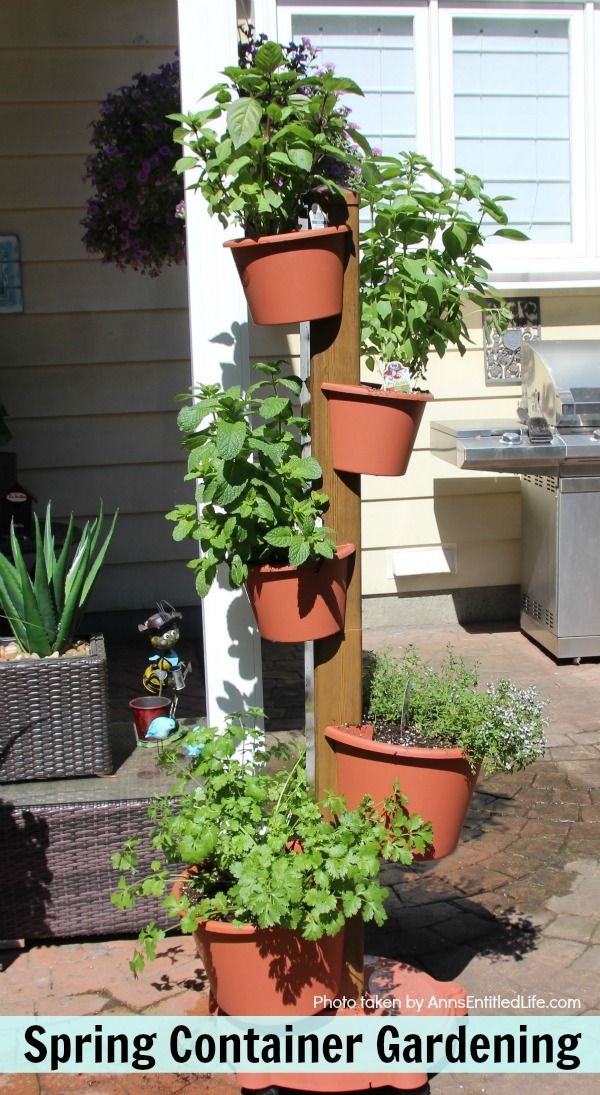 Patio Vegetable Garden Setup and Tips to Get Growing