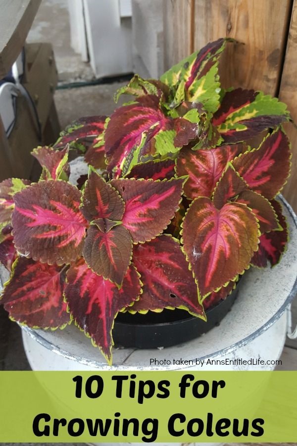 10 Tips For Growing Coleus