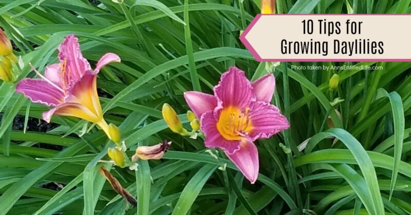 10 Tips for Growing Daylilies