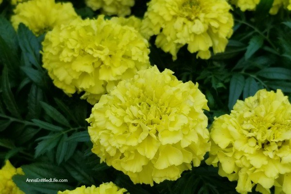 Marigold Flowers: 7 Reasons You Should Grow Marigolds This Year