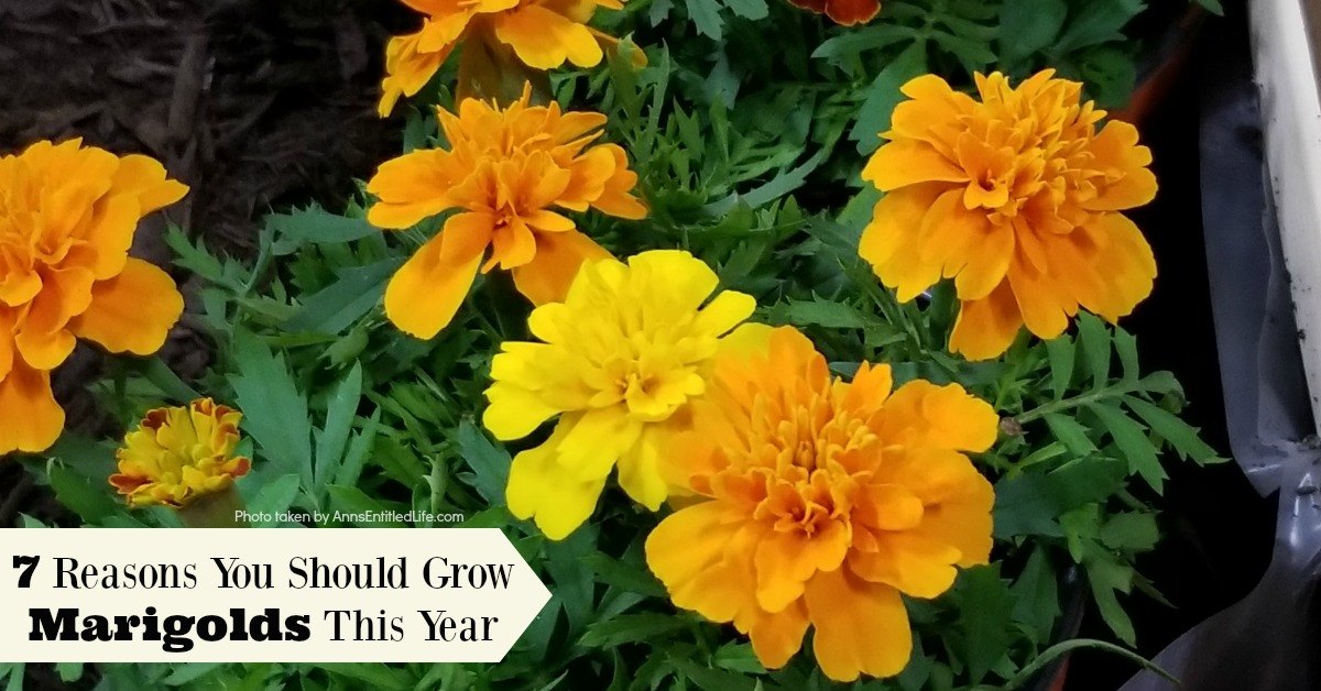 Marigold Flowers 7 Reasons You Should Grow Marigolds This Year