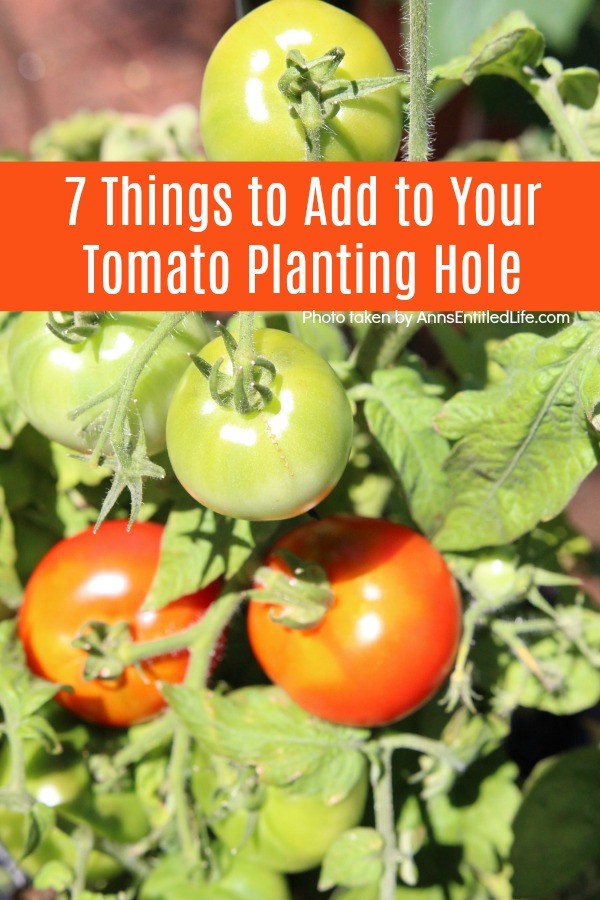 Fighting tomato blight with pennies?