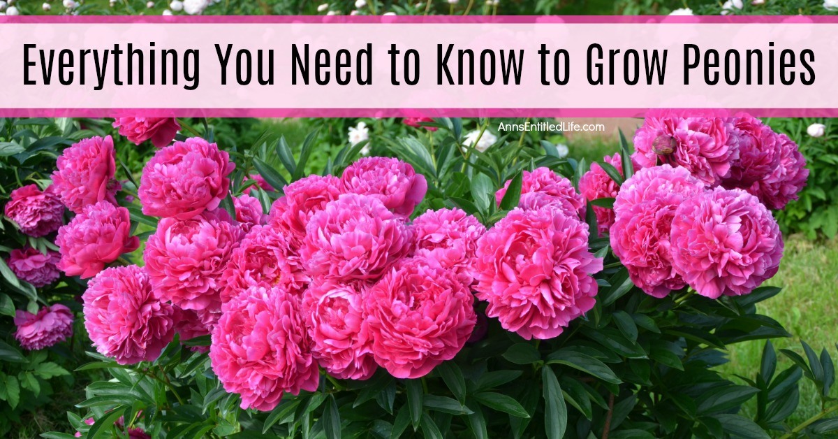 Everything You Need to Know to Grow Peonies