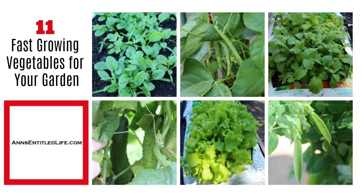 11 Fast Growing Vegetables for Your Garden