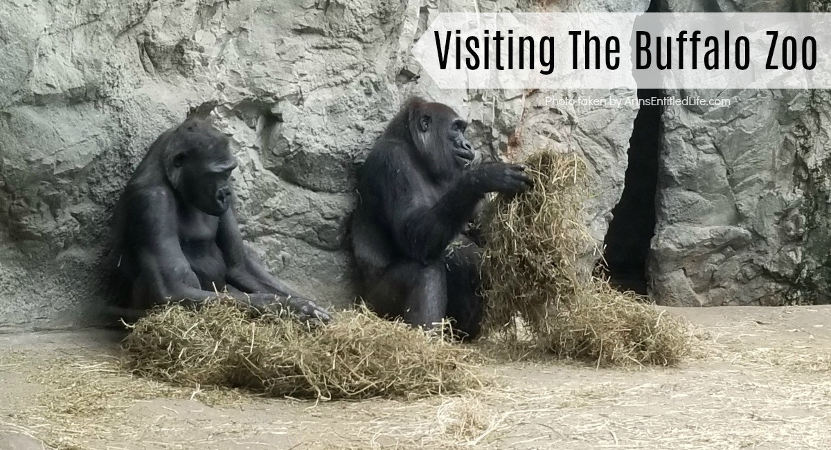 visiting-the-buffalo-zoo