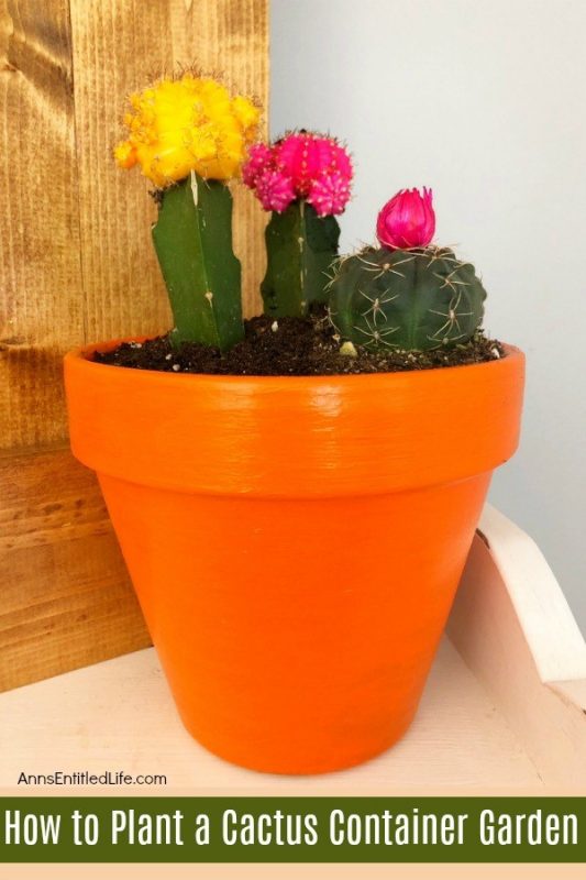 How to Plant a Cactus Container Garden