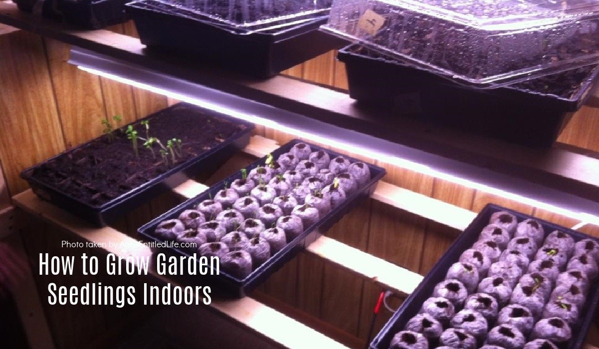 How to Grow Garden Seedlings Indoors
