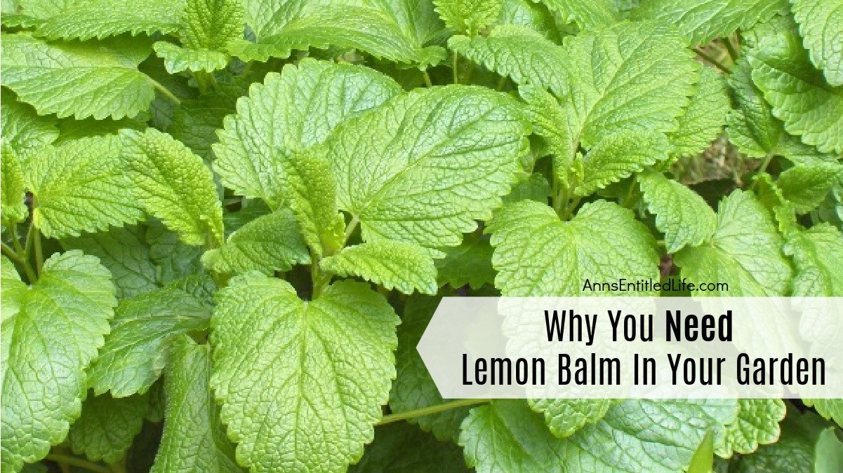 Why You Need Lemon Balm In Your Garden