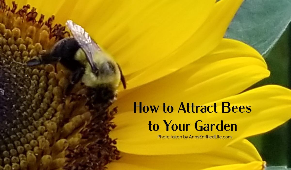 How To Attract Bees To Your Garden 0444