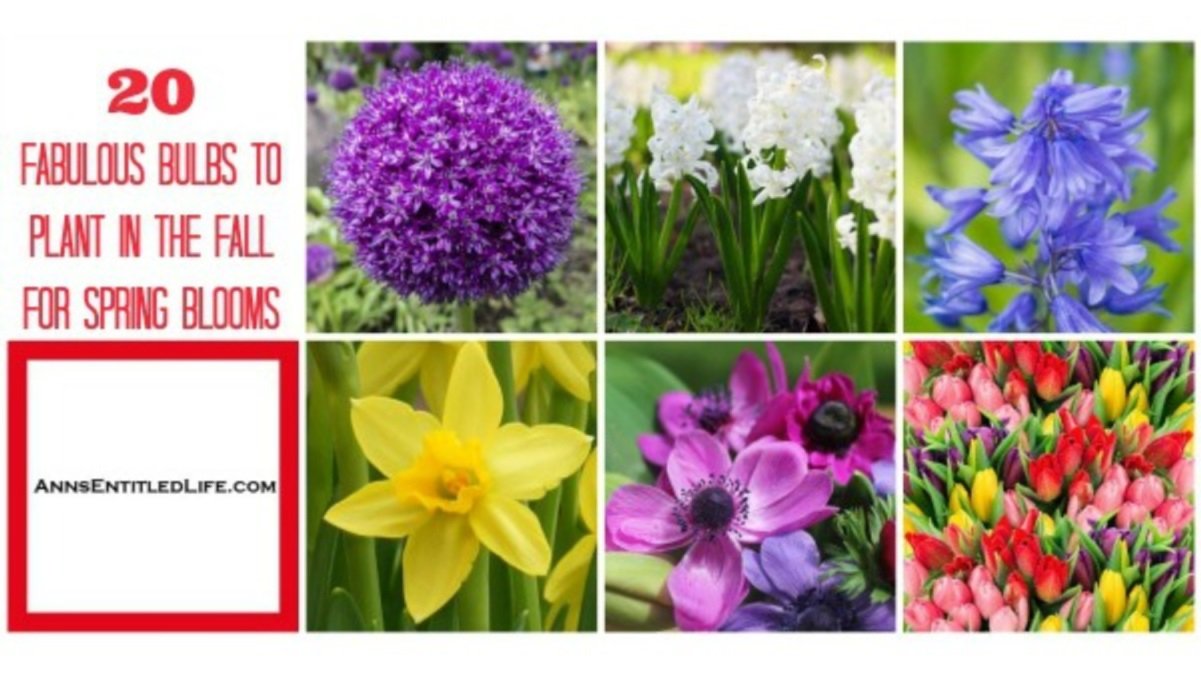 20 Fabulous Bulbs To Plant In The Fall For Spring Blooms